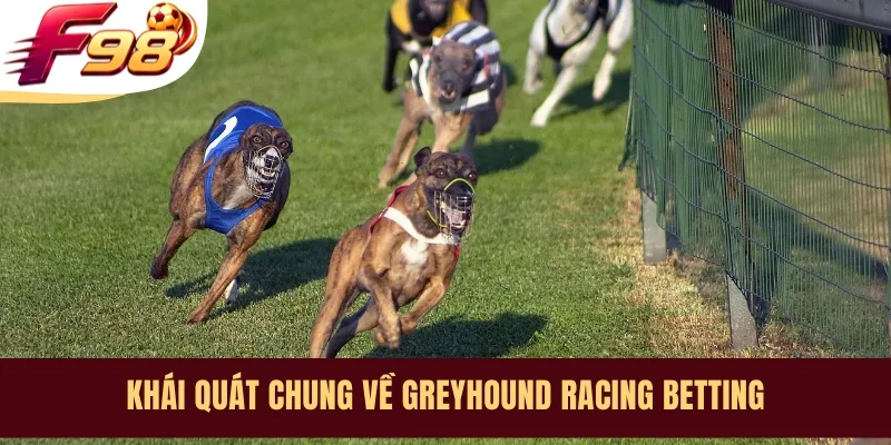 Khái quát chung về Greyhound Racing Betting